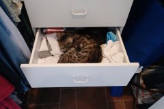 TIggerInDrawer