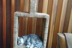 TiggerInScratchingTower