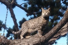 TiggerInTree