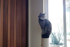 TiggerOnCatTree