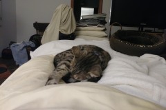 20180210_230111TiggerBed-Copy