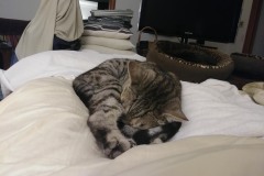 20180210_230119TiggerBed-Copy