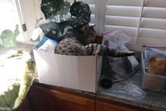 20180211_105047TiggerBox-Copy