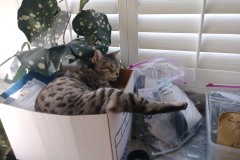 20180211_105102TiggerBox-Copy