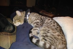 20180218_221846Tigger-Copy