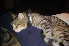 20180218_221857Tigger-Copy