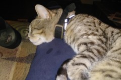 20180218_221959Tigger-Copy