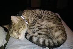 20180219_210159Tigger-Copy