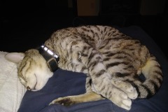 20180303_214916Tigger-Copy