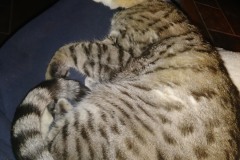 20180324_221756Tigger-Copy