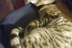 20180324_221809Tigger-Copy-Copy