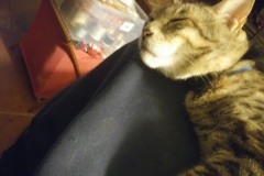 20180324_221826Tigger-Copy