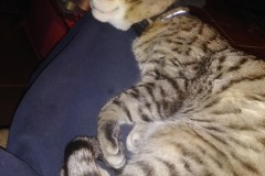 20180324_221843Tigger-Copy