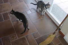 20180325_084024Tigger-Copy