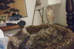 20180327_060508_Burst01Tigger-Copy