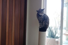 20180515_140659TiggerCatTree-Copy