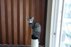 20180515_140757TiggerCatTree-Copy