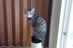 20180515_140804TiggerCatTree-Copy