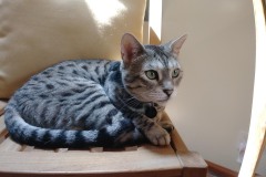 20180805_141159Tigger-Copy