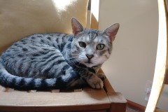 20180805_141206Tigger-Copy