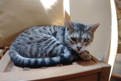 20180805_141217Tigger-Copy