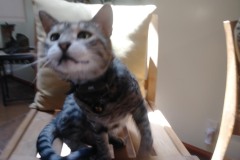 20180805_141616Tigger-Copy