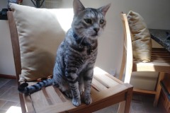 20180805_141719Tigger-Copy