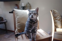 20180805_141727Tigger