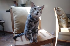 20180805_141738Tigger