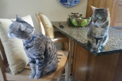 20180805_142111TiggerTafi