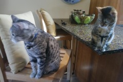 20180805_142119TiggerTafi