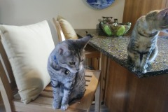 20180805_142126TiggerTafi