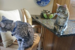 20180805_142137TiggerTafi