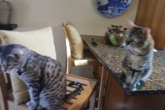 20180805_142150TiggerTafi