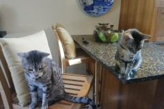 20180805_142206TiggerTafi