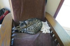 20180826_125332Tigger