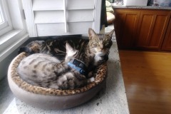 20190113_105132TiggerLoki