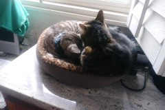 20190113_105155TiggerLoki