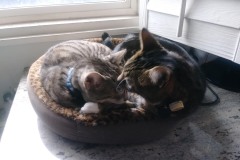 20190113_105216TiggerLoki