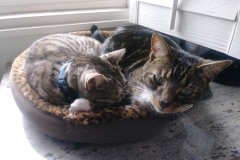 20190113_105221TiggerLoki