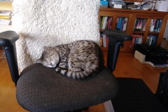 20190620_094330Tigger