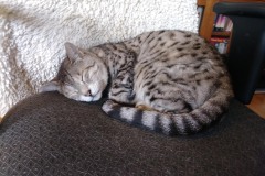 20190620_094340Tigger
