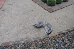 20190713_113405TiggerEnd