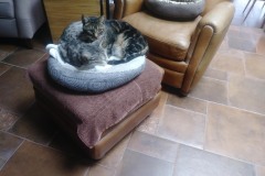 20190717_114434TiggerLokiStart