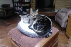 20190717_114504TiggerLokiEnd