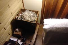 20190809_230037TiggerBasket