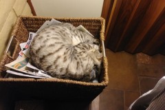 20190809_230047TiggerBasket