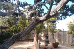 20190921_085309TiggerTreeStart