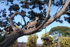 20190921_085422TiggerTreeEnd