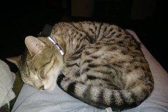 Showcase-Tigger-In-Lap